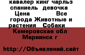  кавалер кинг чарльз спаниель -девочка › Цена ­ 45 000 - Все города Животные и растения » Собаки   . Кемеровская обл.,Мариинск г.